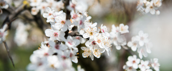 Spring trees with blossom flowers. Beautiful background. Blooming tree at sunny spring day. Spring flowers. Abstract blurred background. Springtime