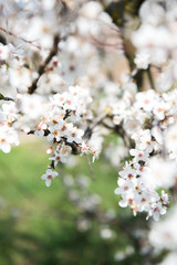 Obraz premium Spring trees with blossom flowers. Beautiful background. Blooming tree at sunny spring day. Spring flowers. Abstract blurred background. Springtime