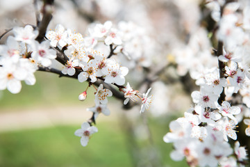 Spring trees with blossom flowers. Beautiful background. Blooming tree at sunny spring day. Spring flowers. Abstract blurred background. Springtime