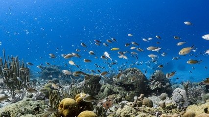 Fototapeta na wymiar Seascape of coral reef in Caribbean Sea / Curacao with fish coral and sponge