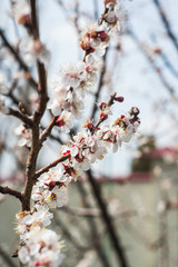 Beautiful background with blooming tree. Spring flowers on the tree. Enjoying nature and springtime