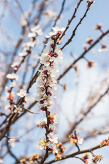 Beautiful background with blooming tree. Spring flowers on the tree. Enjoying nature and springtime