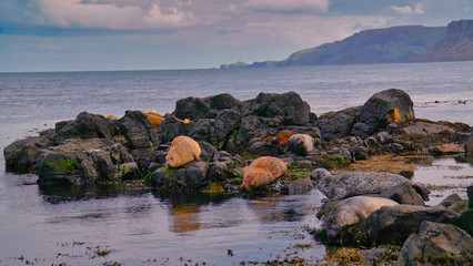 Seals lying in the sun.