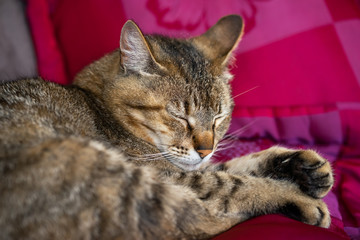 chat sur le canapé