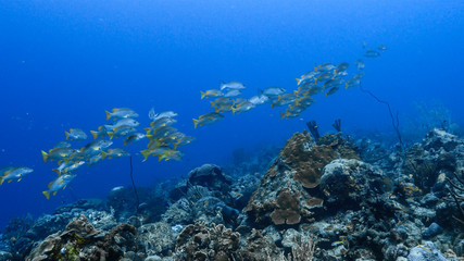 Naklejka na ściany i meble School of Schoolmaster Snapper in turquoise water of coral reef in Caribbean Sea / Curacao