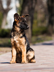 German shepherd puppy training outdoors