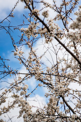 Spring trees with blossom flowers. Beautiful background. Blooming tree at sunny spring day. Spring flowers. Abstract blurred background. Springtime