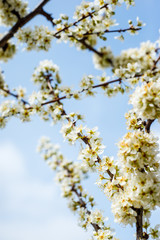 Spring trees with blossom flowers. Beautiful background. Blooming tree at sunny spring day. Spring flowers. Abstract blurred background. Springtime