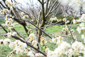 Spring trees with blossom flowers. Beautiful background. Blooming tree at sunny spring day. Spring flowers. Abstract blurred background. Springtime