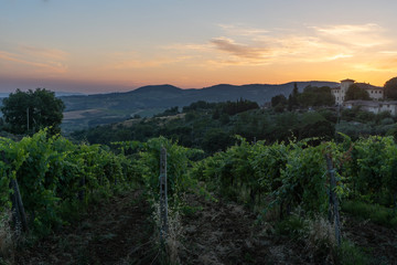 Tuscany vineyards sunrise