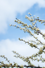 Spring trees with blossom flowers. Beautiful background. Blooming tree at sunny spring day. Spring flowers. Abstract blurred background. Springtime