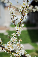 Spring trees with blossom flowers. Beautiful background. Blooming tree at sunny spring day. Spring flowers. Abstract blurred background. Springtime