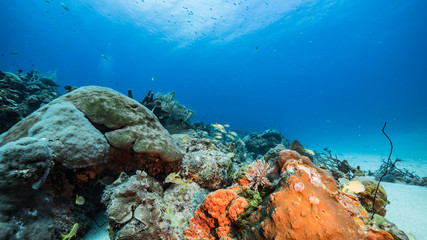 Seascape in turquoise water of coral reef in Caribbean Sea / Curacao with Feather Duster Worm, fish, coral and sponge