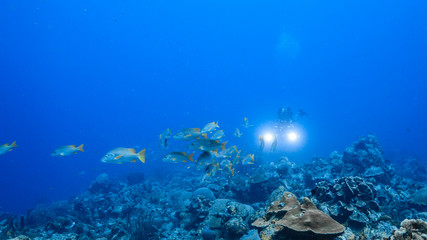 Fototapeta na wymiar School of Schoolmaster Snapper in turquoise water of coral reef in Caribbean Sea / Curacao