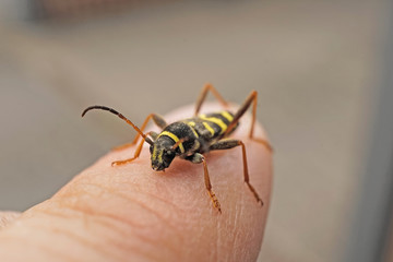 Nahansicht eines gemeinen Widderbockkäfers