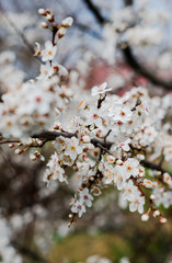 Beautiful background with blooming tree. Spring flowers on the tree. Enjoying nature and springtime