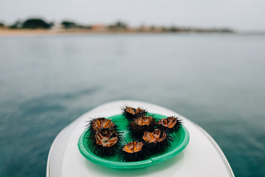 A plate of sea urchins