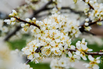 Beautiful background with blooming tree. Spring flowers on the tree. Enjoying nature and springtime
