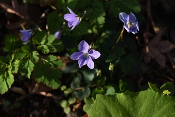 Violet / Wildflower that blooms on the roadside in spring.