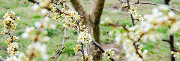 Beautiful background with blooming tree. Spring flowers on the tree. Enjoying nature and springtime