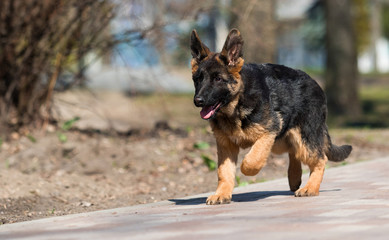 German shepherd puppy training outdoors