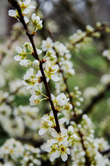 Beautiful background with blooming tree. Spring flowers on the tree. Enjoying nature and springtime