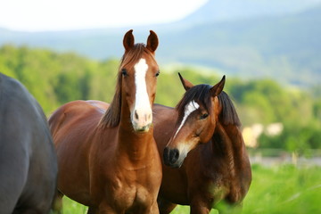Fototapeta premium beautiful curious horses looking from pasture 
