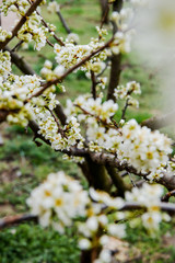 Beautiful background with blooming tree. Spring flowers on the tree. Enjoying nature and springtime