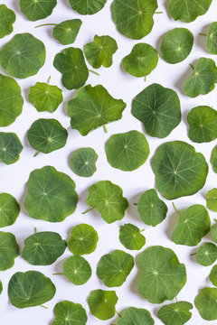 Tropaeolum majus