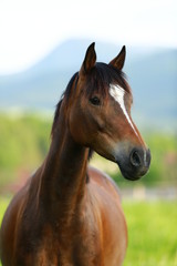 Fototapeta premium ciekawy brązowy koń patrząc od ogrodzenia z pastwiska w tle