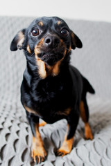 Little Black Dog Scared, the Funny Muzzle