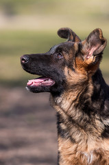 German shepherd puppy training outdoors