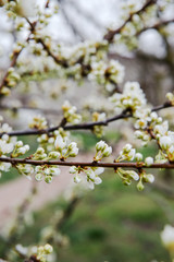Beautiful background with blooming tree. Spring flowers on the tree. Enjoying nature and springtime