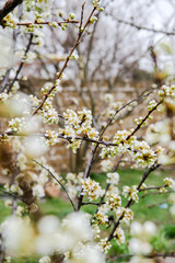 Beautiful background with blooming tree. Spring flowers on the tree. Enjoying nature and springtime
