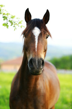 curious brown horse looking from fence with pasture on background
