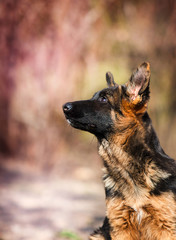 German shepherd puppy training outdoors