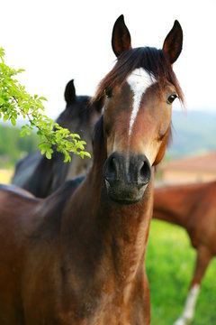 beautiful curious horses looking from pasture 
