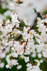 Beautiful background with blooming tree. Spring flowers on the tree. Enjoying nature and springtime