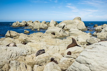 Fototapeta na wymiar Seelöwen sonnen sich auf Felsen am Meer