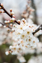 Spring trees with blossom flowers. Beautiful background. Blooming tree at sunny spring day. Spring flowers. Abstract blurred background. Springtime