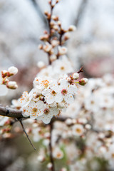 Spring trees with blossom flowers. Beautiful background. Blooming tree at sunny spring day. Spring flowers. Abstract blurred background. Springtime