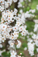 Spring trees with blossom flowers. Beautiful background. Blooming tree at sunny spring day. Spring flowers. Abstract blurred background. Springtime