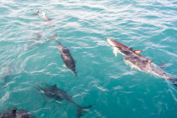 Wilde Delfine schwimmen im Meer