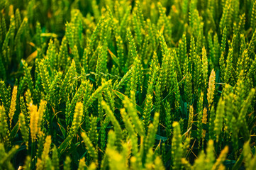 Green wheat grows on the field