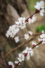 Spring trees with blossom flowers. Beautiful background. Blooming tree at sunny spring day. Spring flowers. Abstract blurred background. Springtime