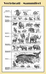 Zoology,  vertebrates mammals from chiroptera to cetaceans  -  lexicon illustrated table with Italian names and descriptions
