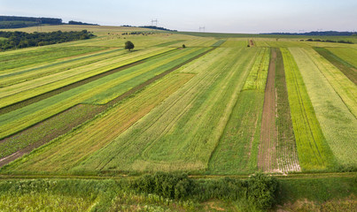 Aerial view of green agriculture fields in spring with fresh vegetation after seeding season.