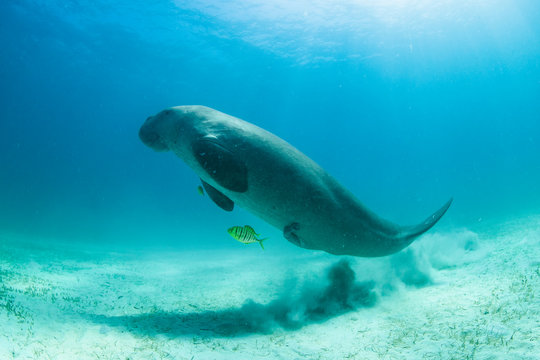 Rare and endangered Dugong feeding on Seagrass