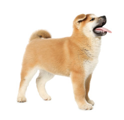Cute Akita Inu puppy on white background. Baby animal