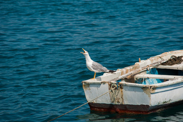 Seagull on a fishing boat